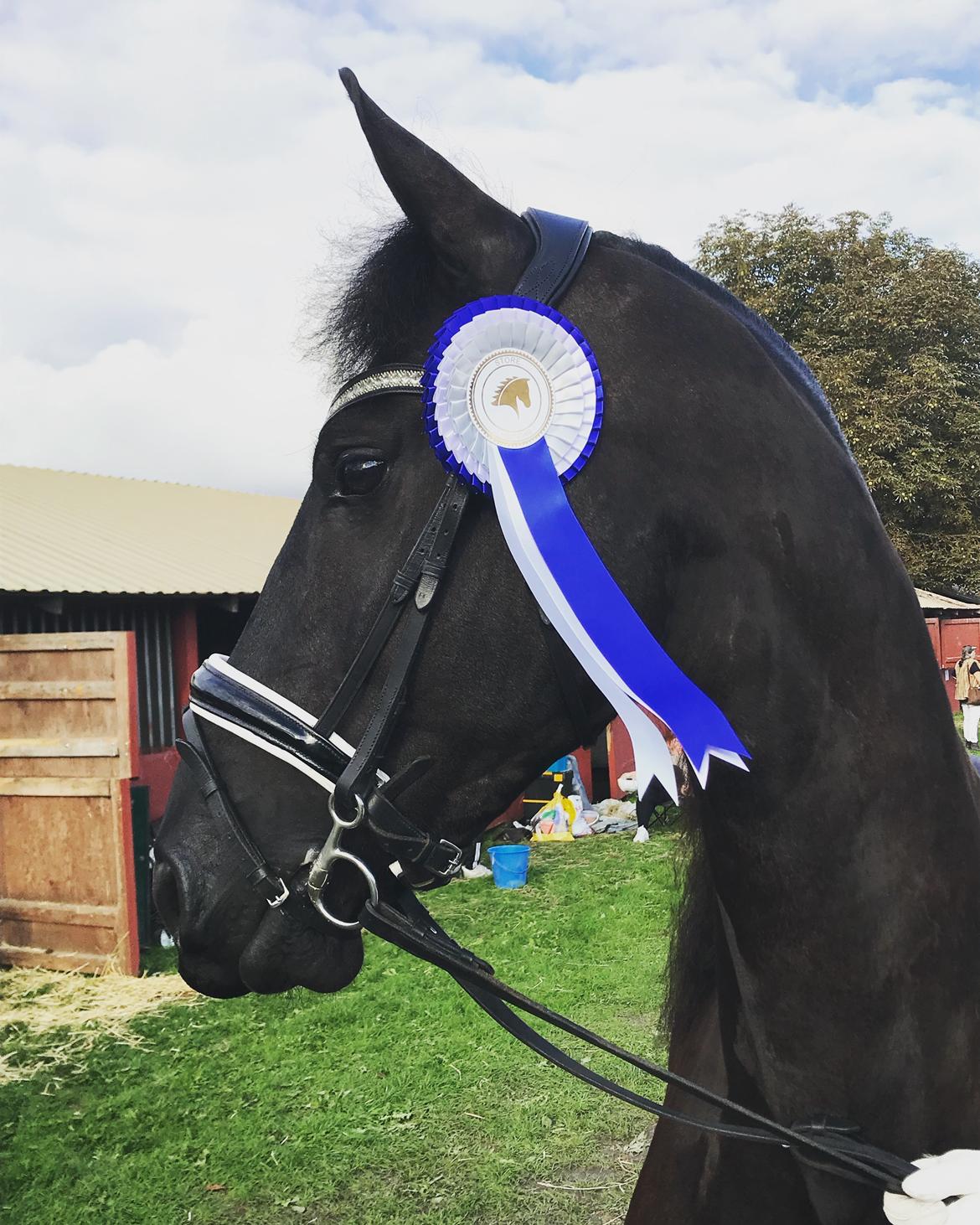 Frieser Stålkærgaards Fritz billede 10