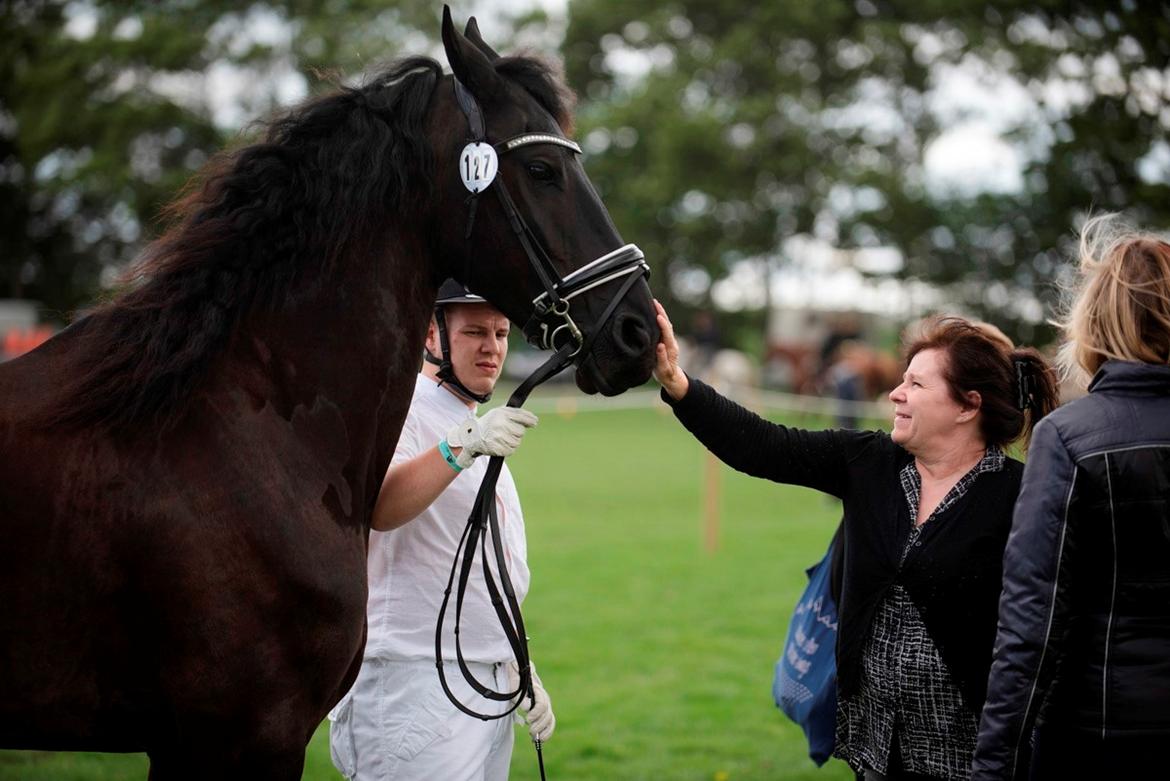 Frieser Stålkærgaards Fritz billede 14