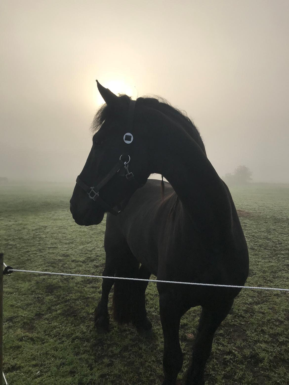 Frieser Stålkærgaards Fritz billede 16