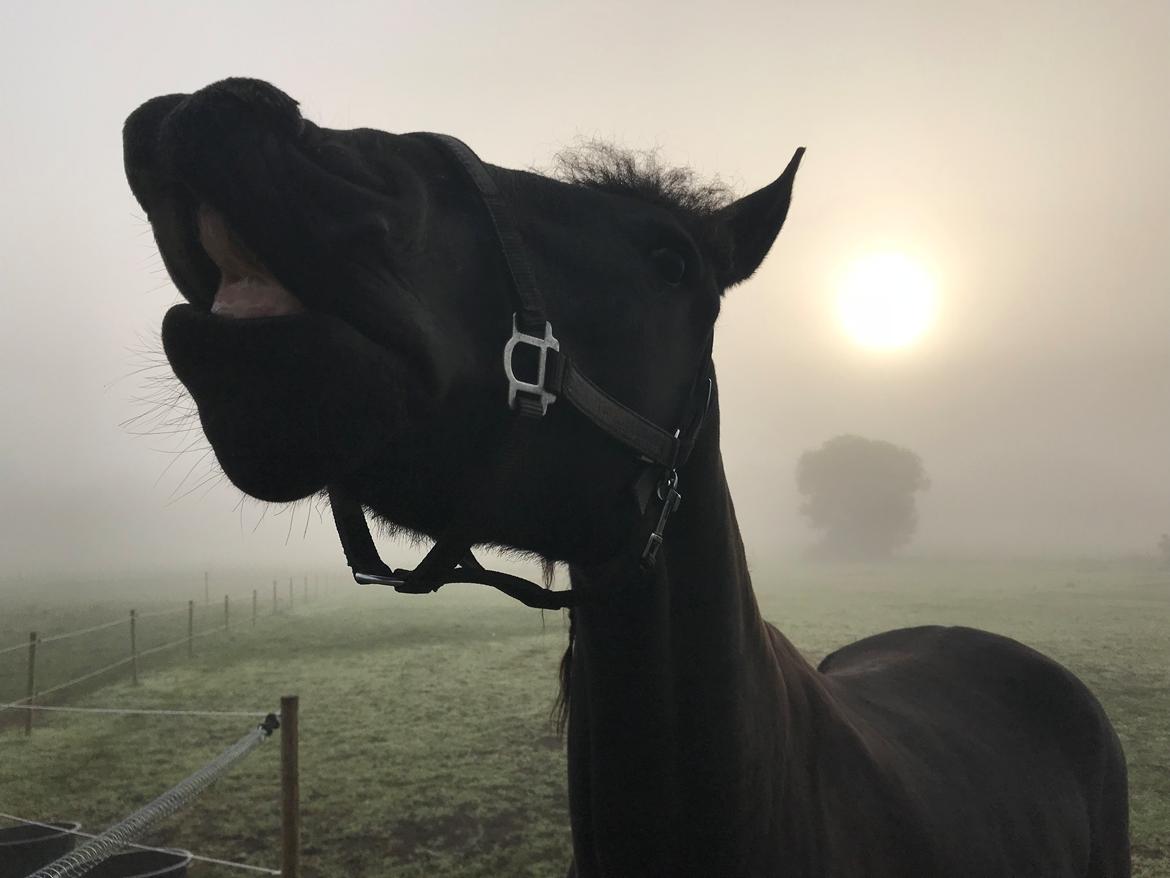 Frieser Stålkærgaards Fritz billede 17