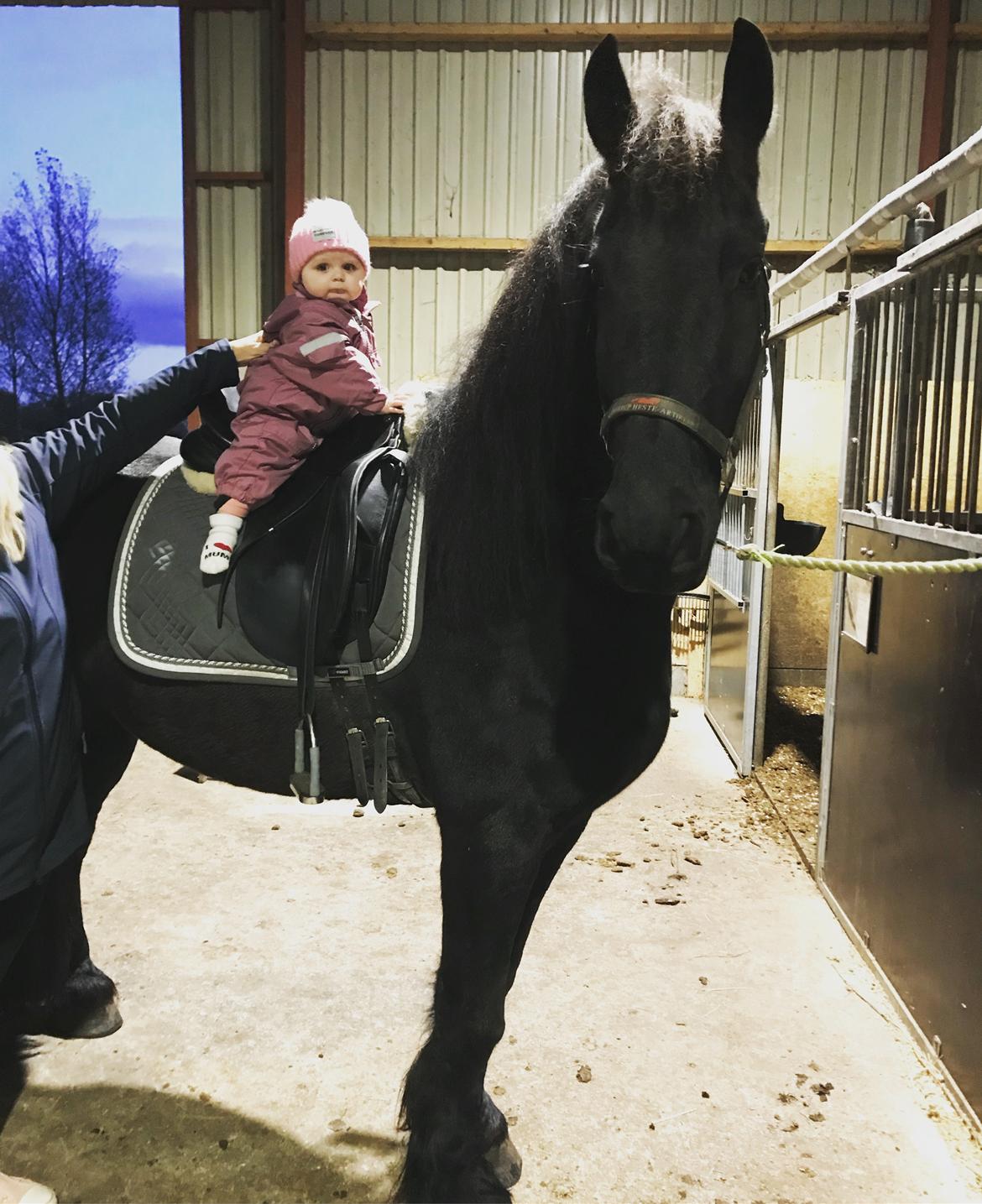 Frieser Stålkærgaards Fritz billede 18