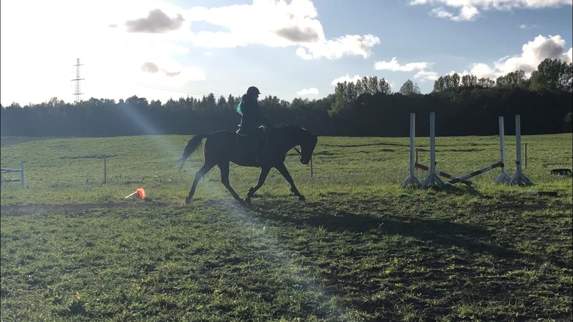 Fuldblod (XX) Flyin Dane (Fabian) billede 13