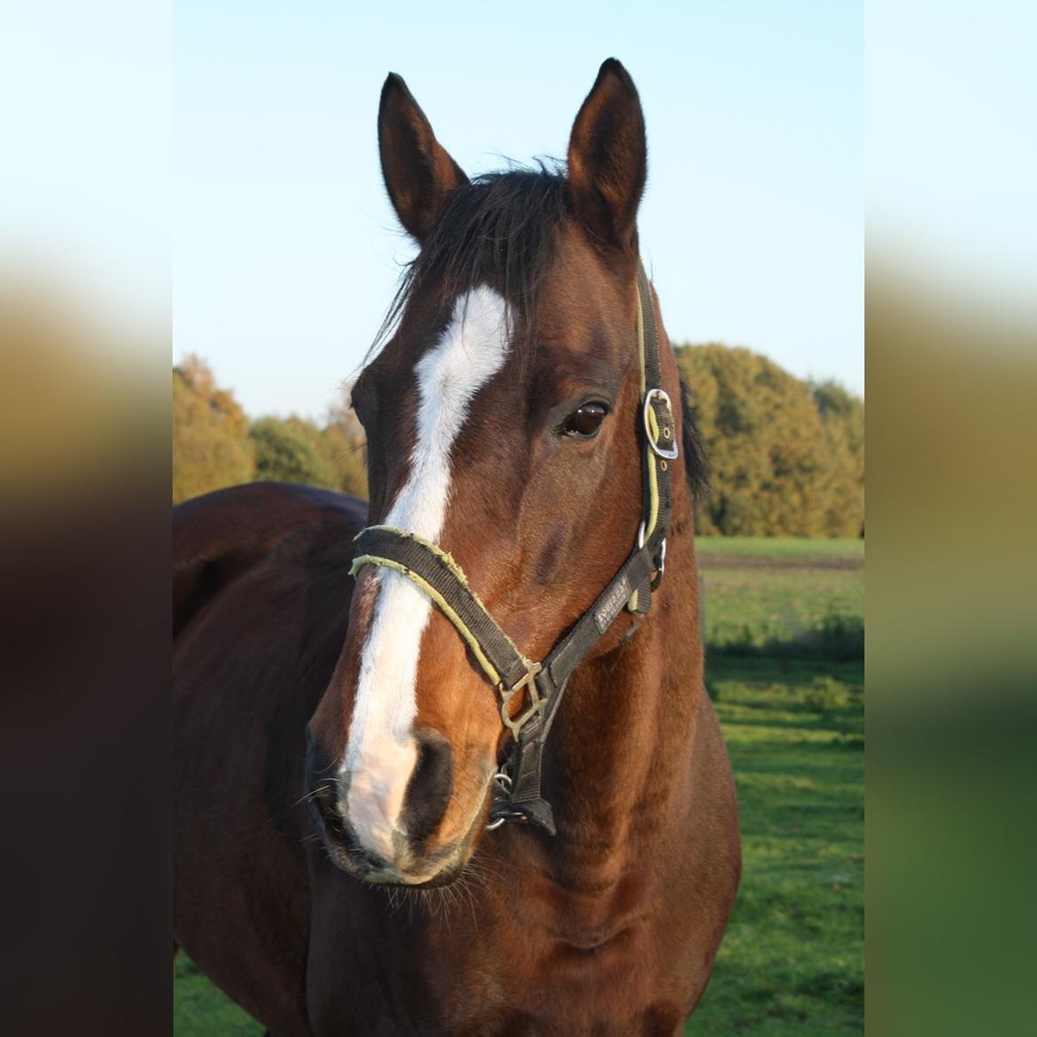 Fuldblod (XX) Flyin Dane (Fabian) billede 15