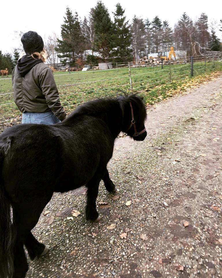 Shetlænder Fresia af veddinge billede 11
