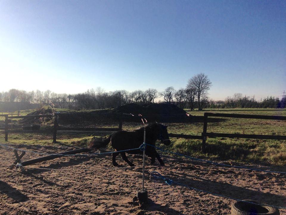 Shetlænder Fresia af veddinge billede 3