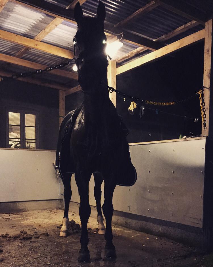 Dansk Varmblod Enghavens DJ billede 2