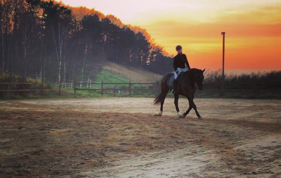 Dansk Varmblod Enghavens DJ billede 1