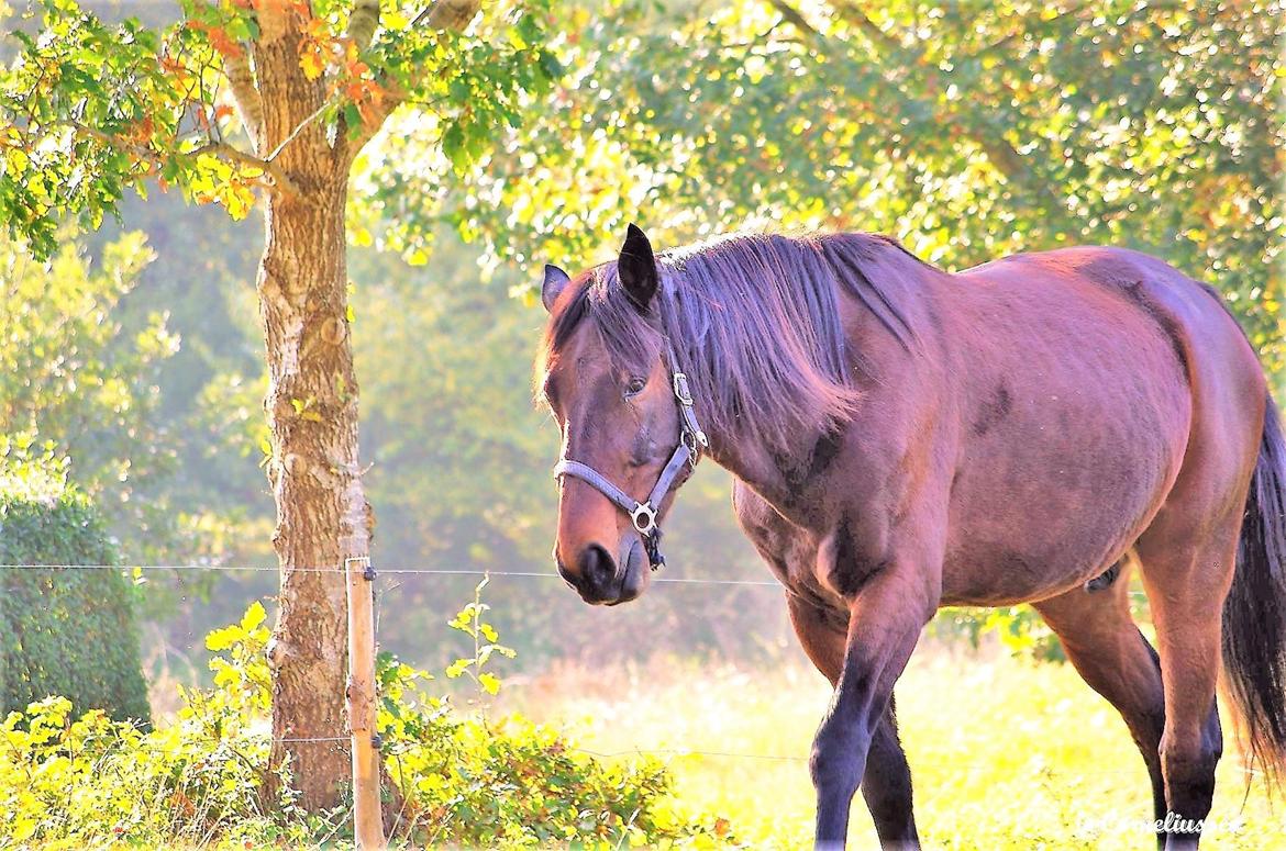 Traver Oasis Simoni billede 3