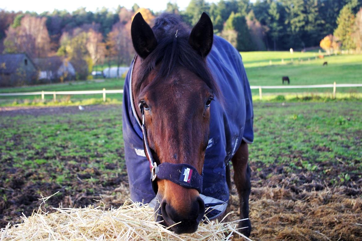 Traver Oasis Simoni billede 16