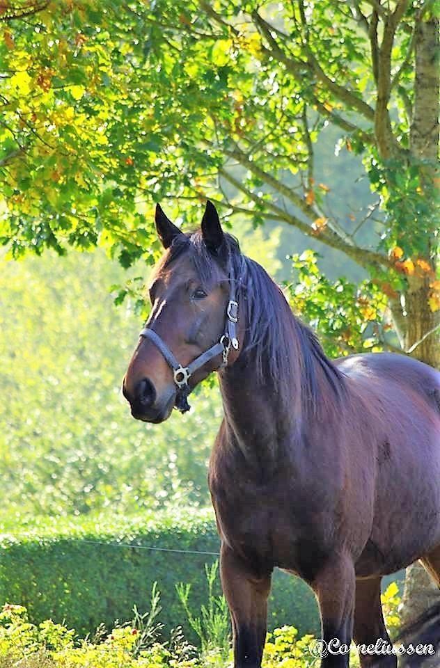 Traver Oasis Simoni billede 17