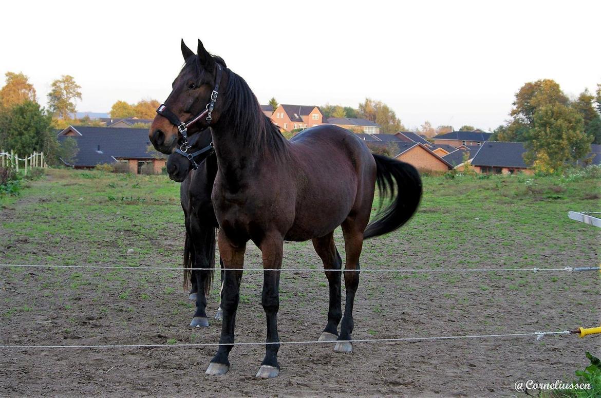 Traver Oasis Simoni billede 18