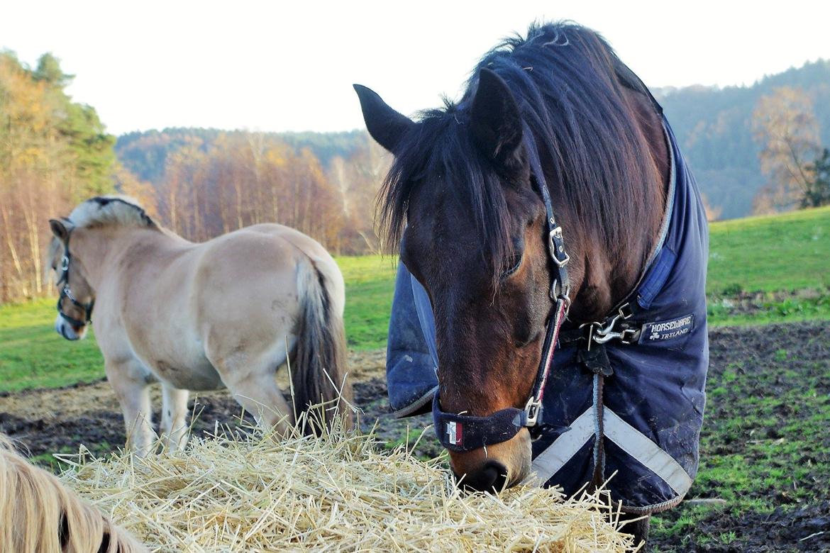 Traver Oasis Simoni billede 2