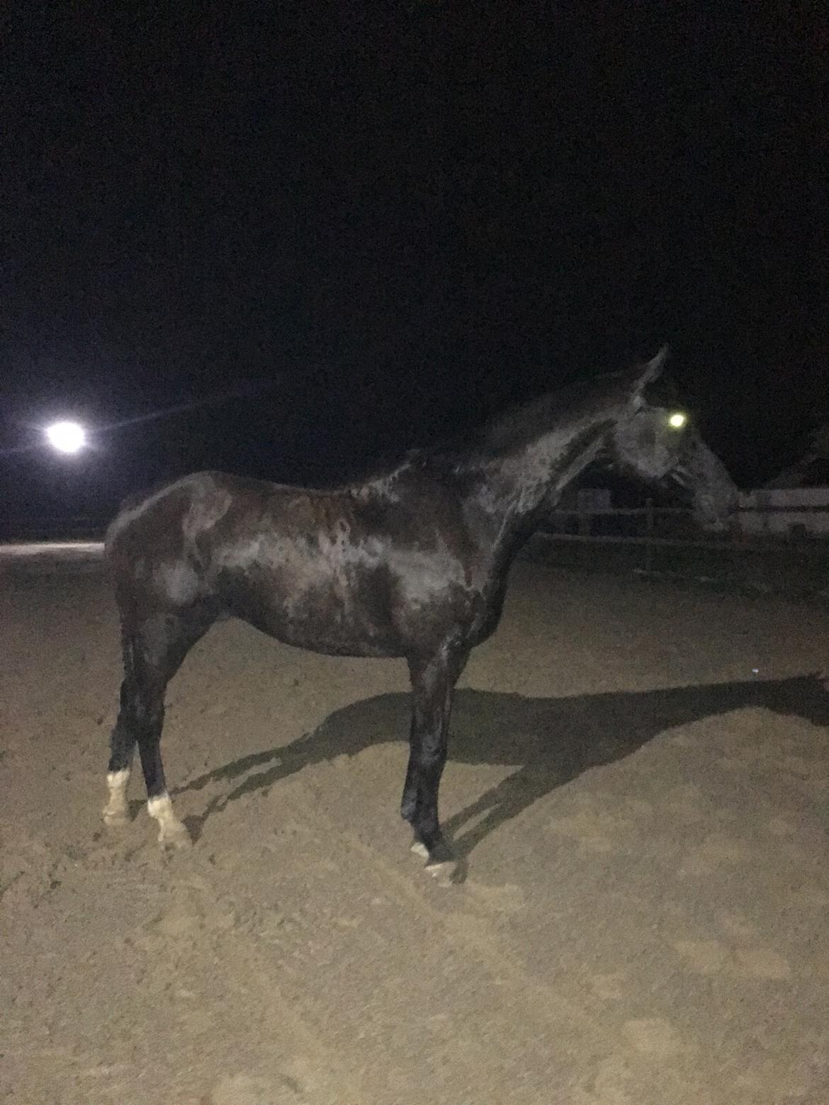 Dansk Varmblod Enghavens DJ billede 6