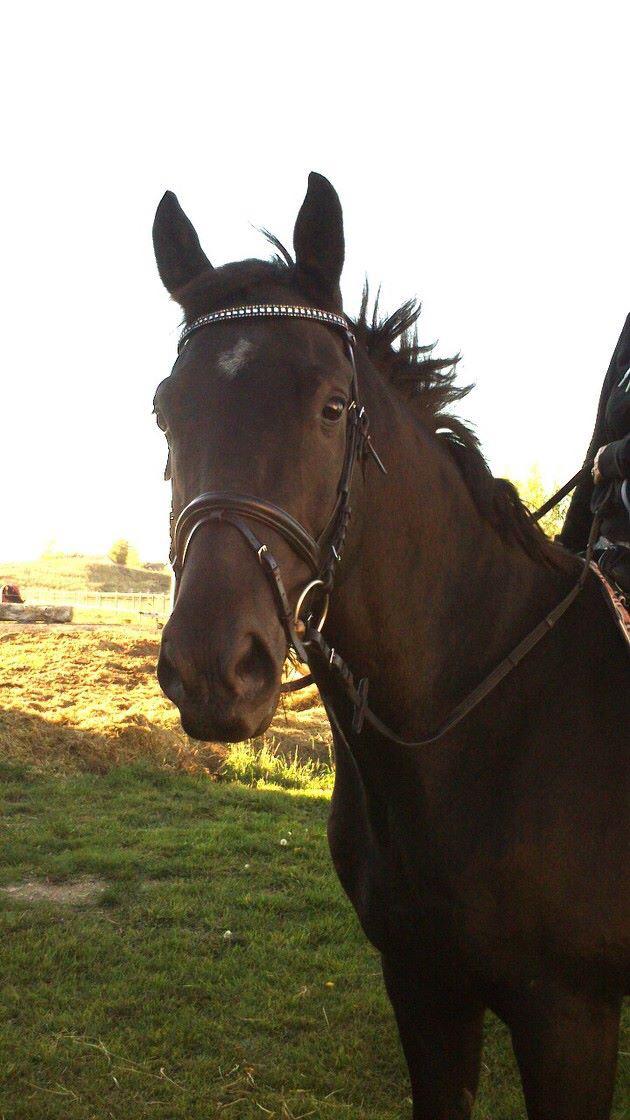 Dansk Varmblod Enghavens DJ billede 11