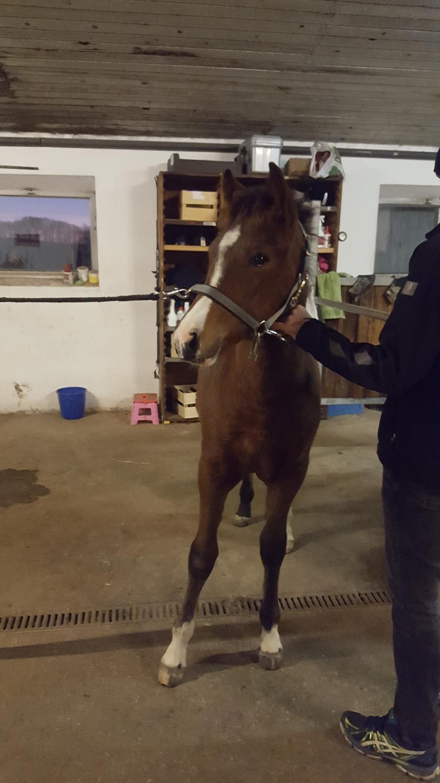 New Forest Harbogaards Solo billede 1