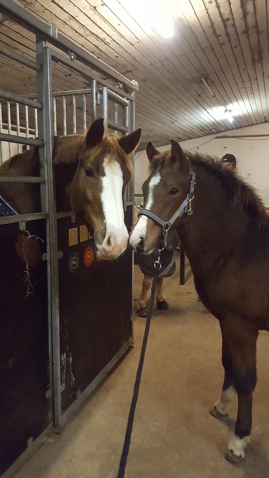 New Forest Harbogaards Solo billede 3