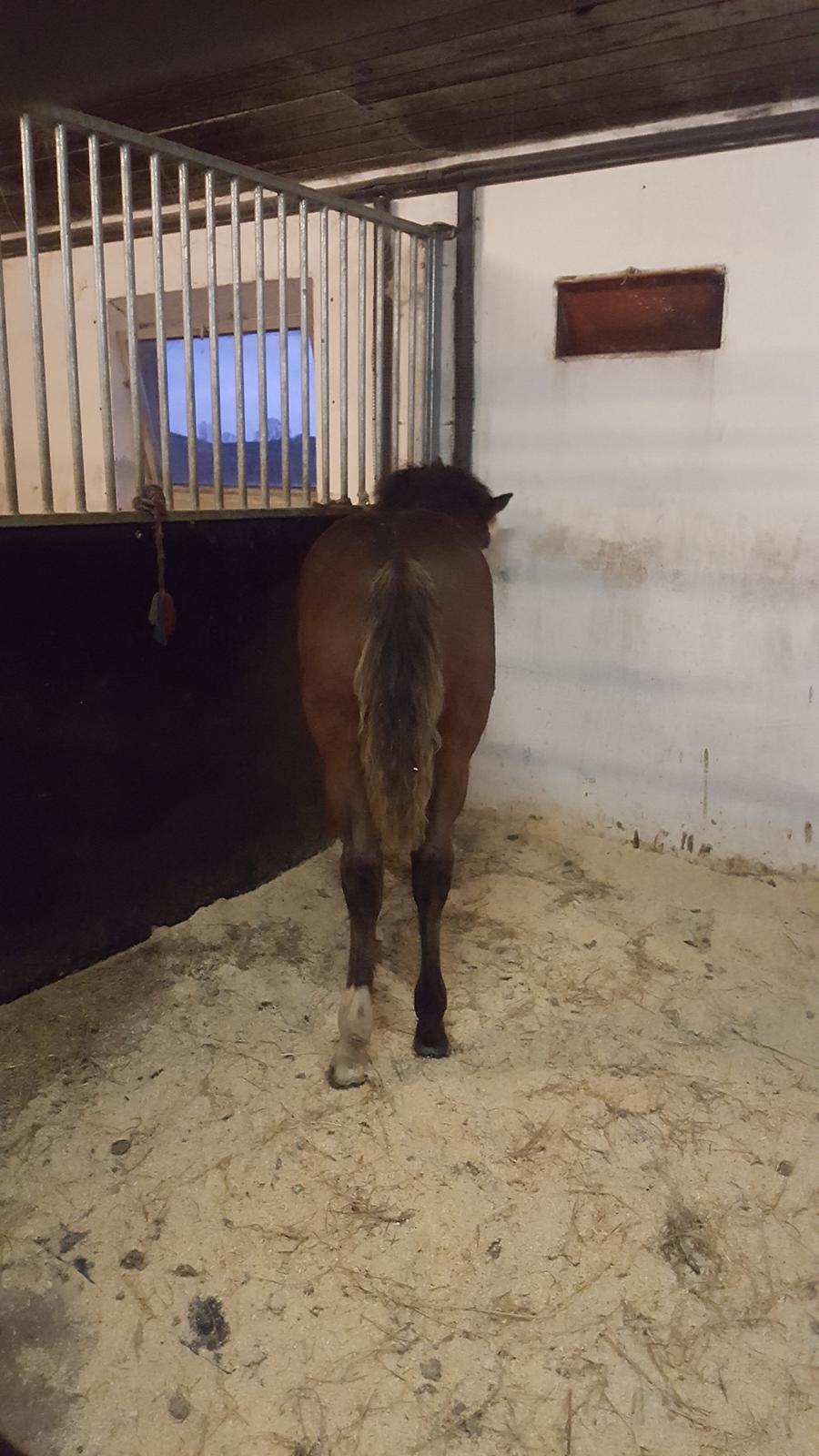 New Forest Harbogaards Solo billede 2