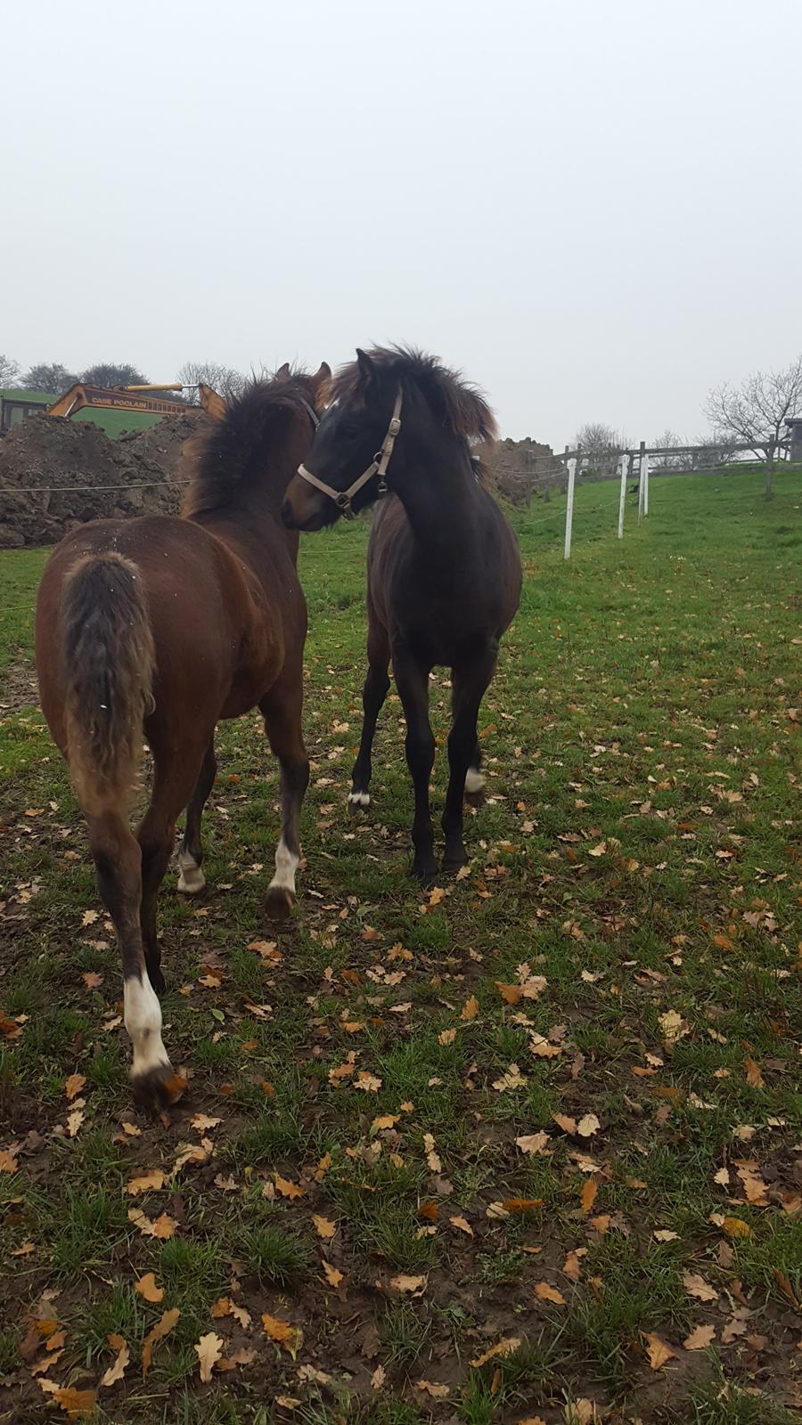 New Forest Harbogaards Solo billede 4