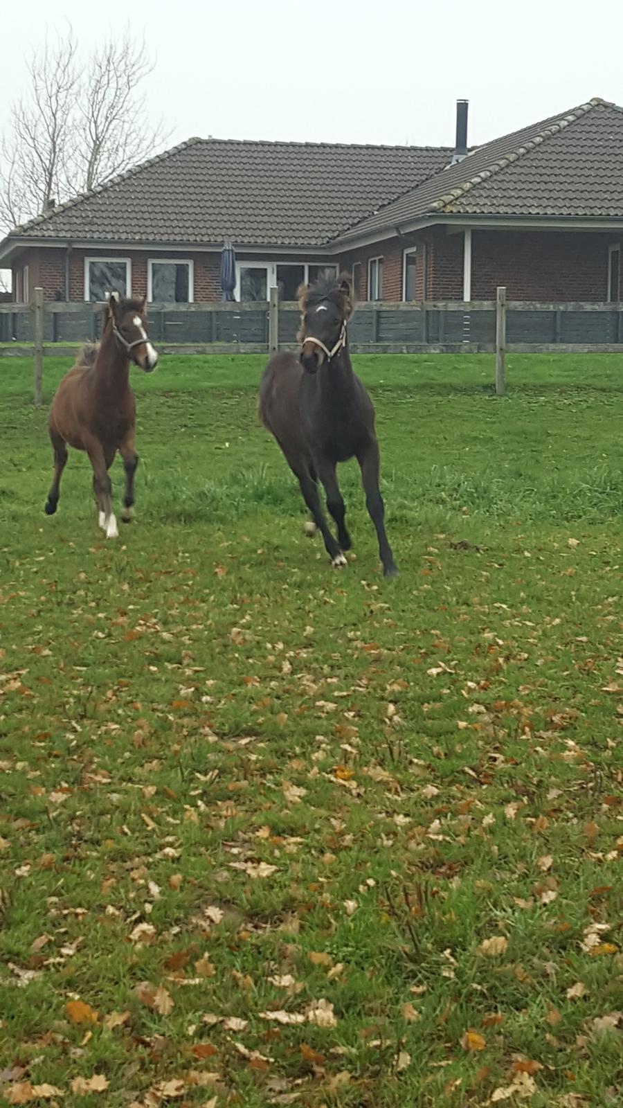 New Forest Harbogaards Solo billede 5