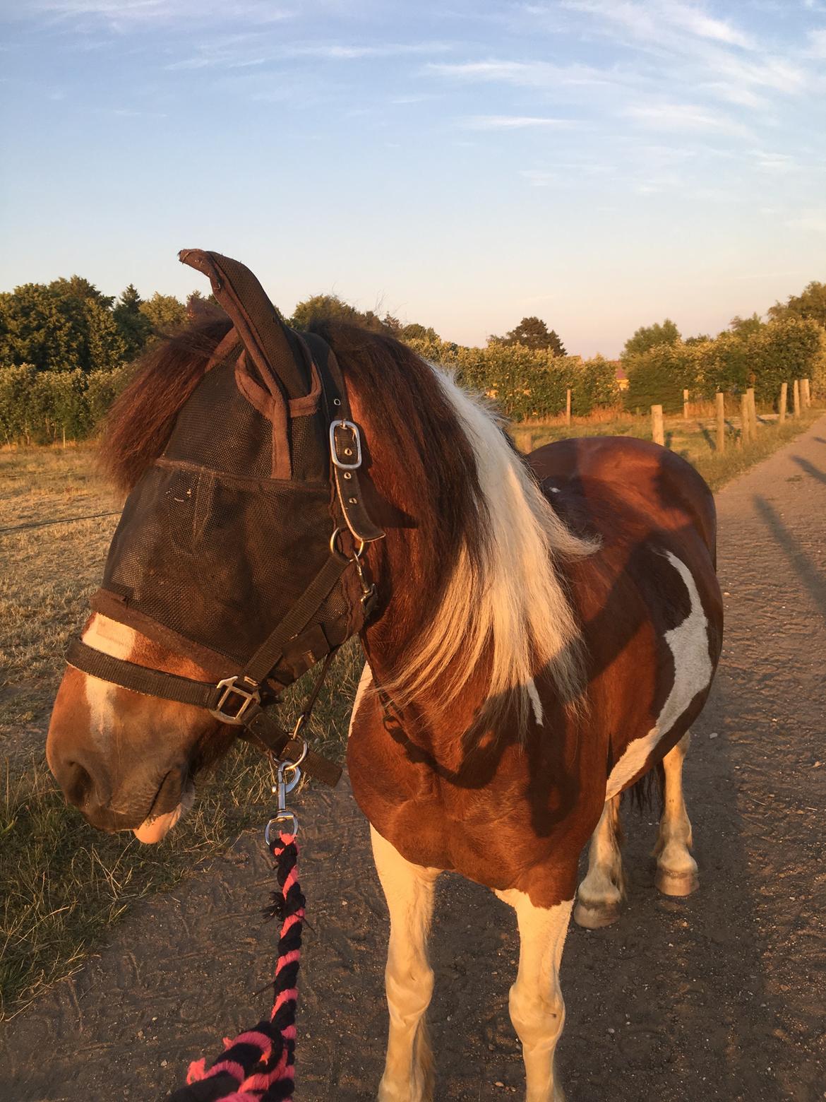 Anden særlig race Noah høghøj billede 6