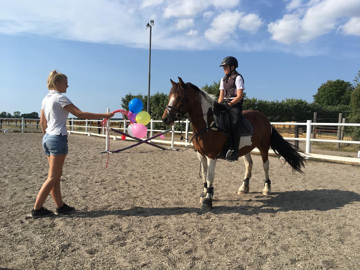 Anden særlig race Noah høghøj billede 7