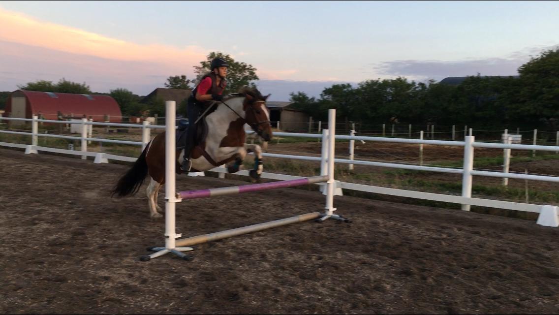 Anden særlig race Noah høghøj billede 8