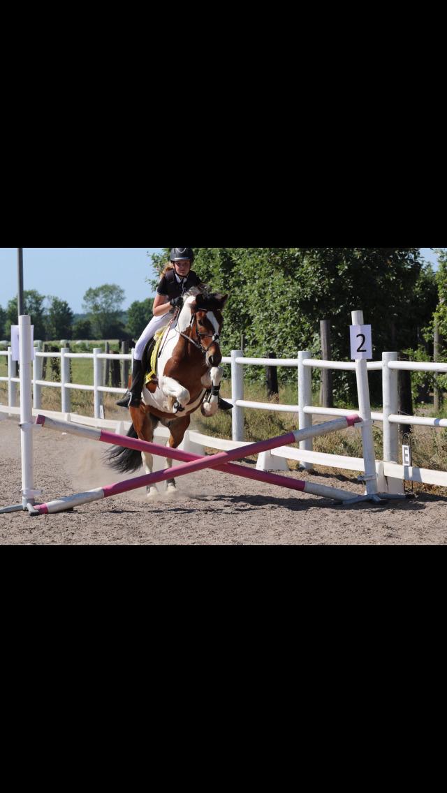 Anden særlig race Noah høghøj billede 11