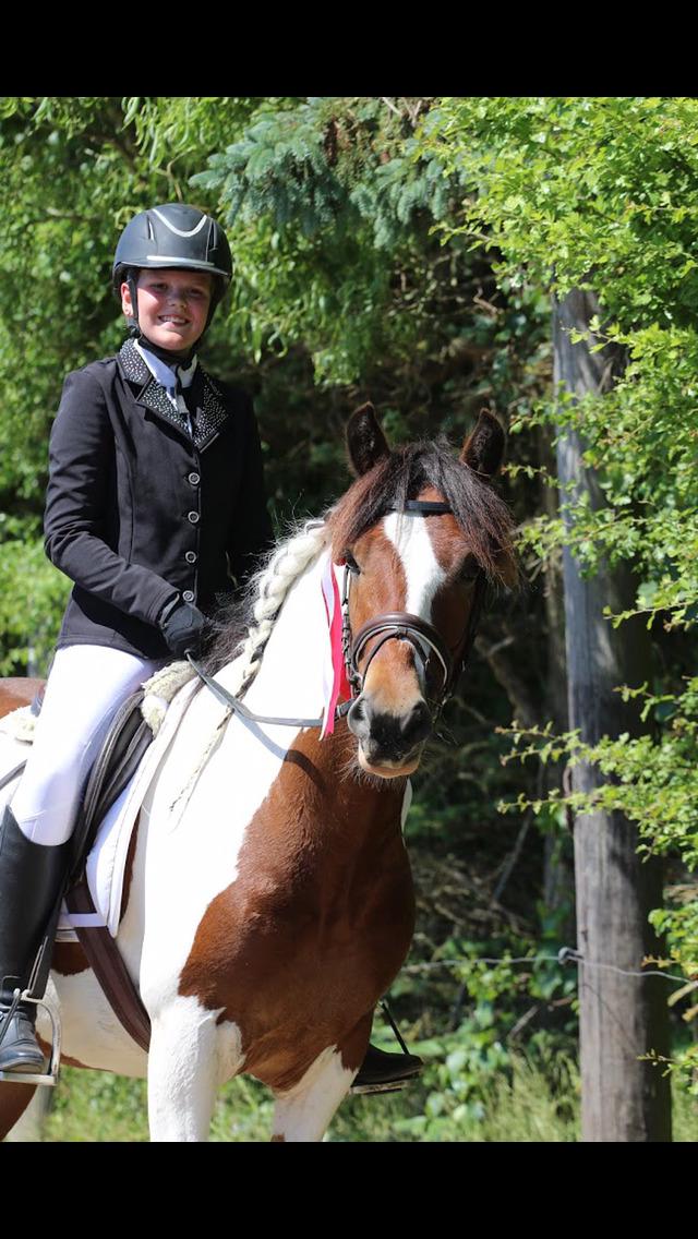 Anden særlig race Noah høghøj billede 12