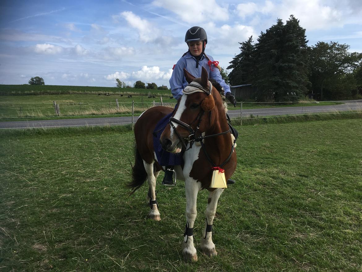 Anden særlig race Noah høghøj billede 14