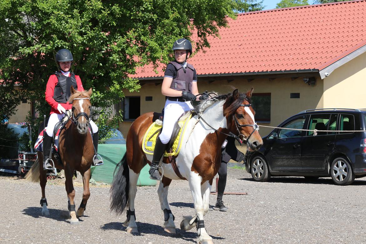 Anden særlig race Noah høghøj billede 3