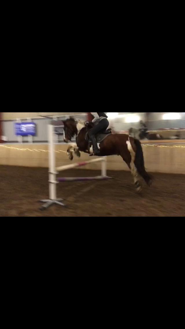 Anden særlig race Noah høghøj billede 19