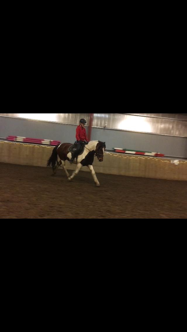 Anden særlig race Noah høghøj billede 15