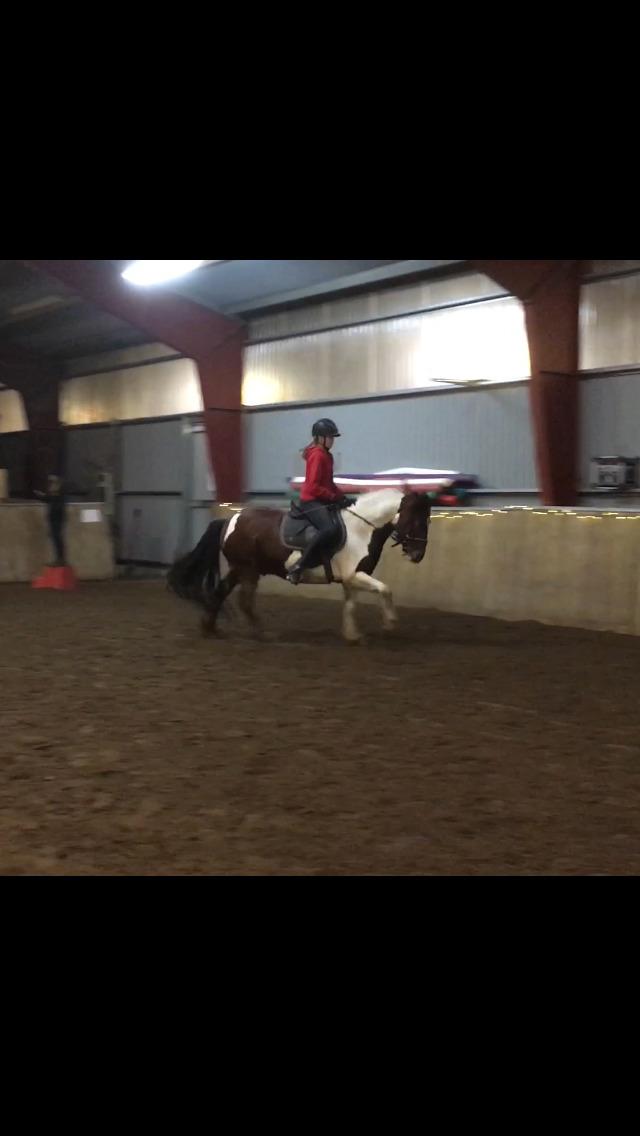 Anden særlig race Noah høghøj billede 16