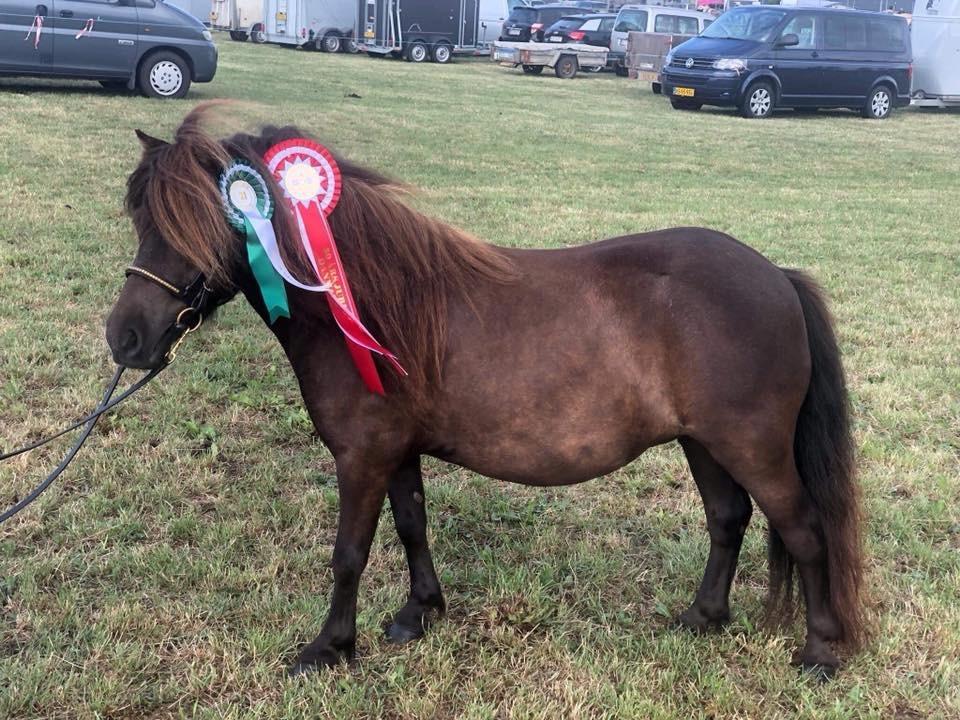 Shetlænder Pindstruphavens amona billede 1