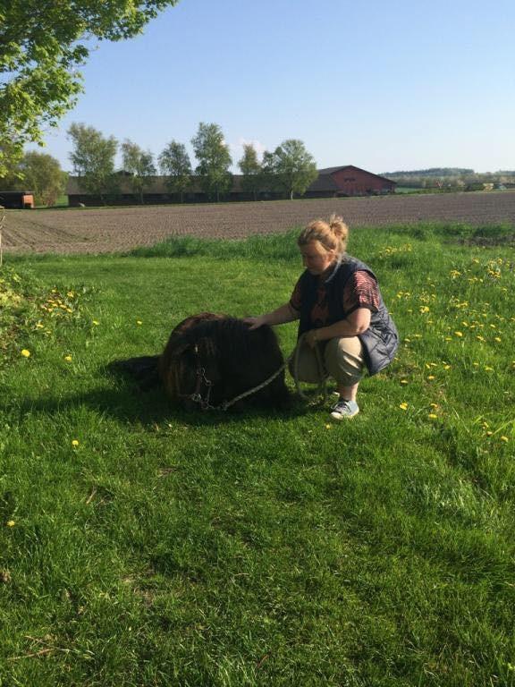 Shetlænder Pindstruphavens amona billede 4