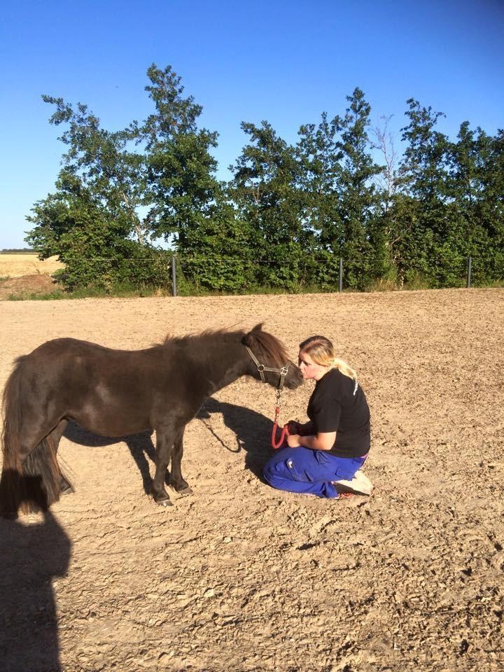 Shetlænder Pindstruphavens amona billede 5