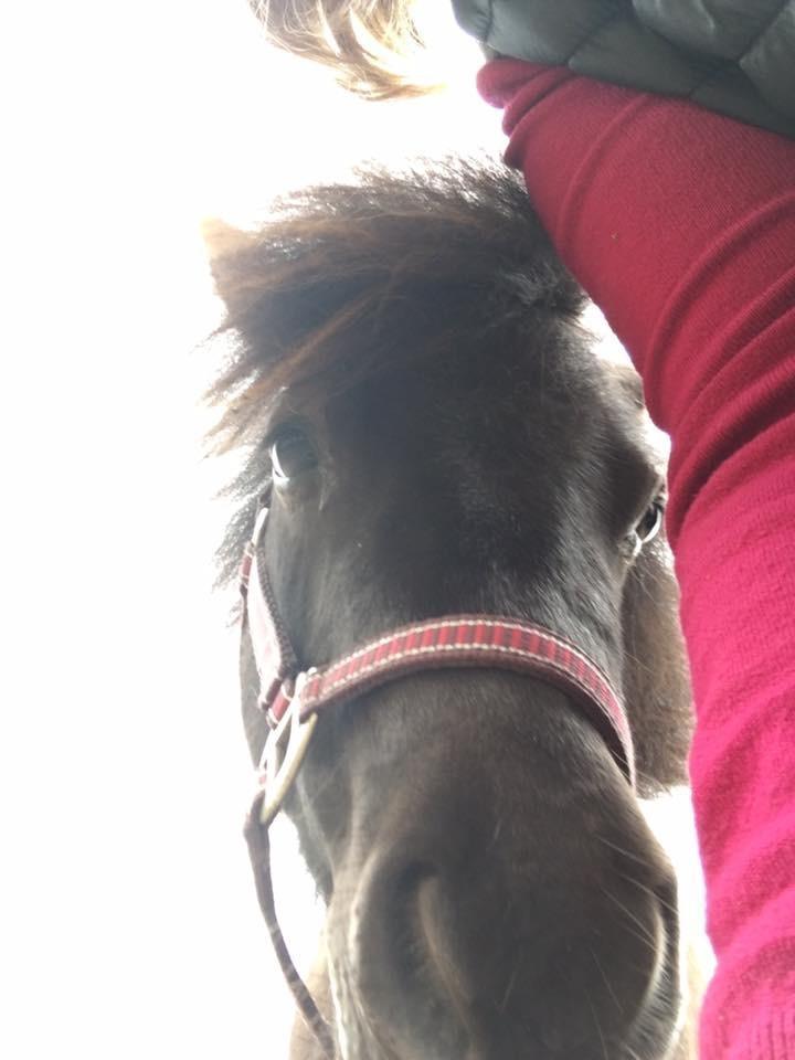 Shetlænder Pindstruphavens amona billede 6