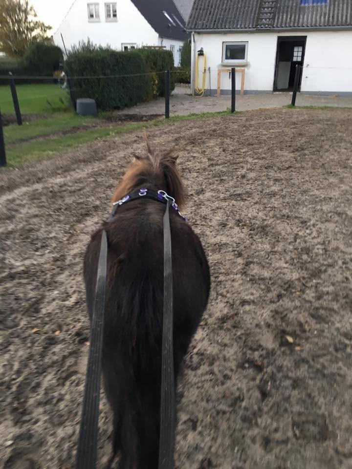 Shetlænder Pindstruphavens amona billede 8