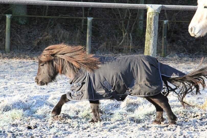 Shetlænder Pindstruphavens amona billede 10