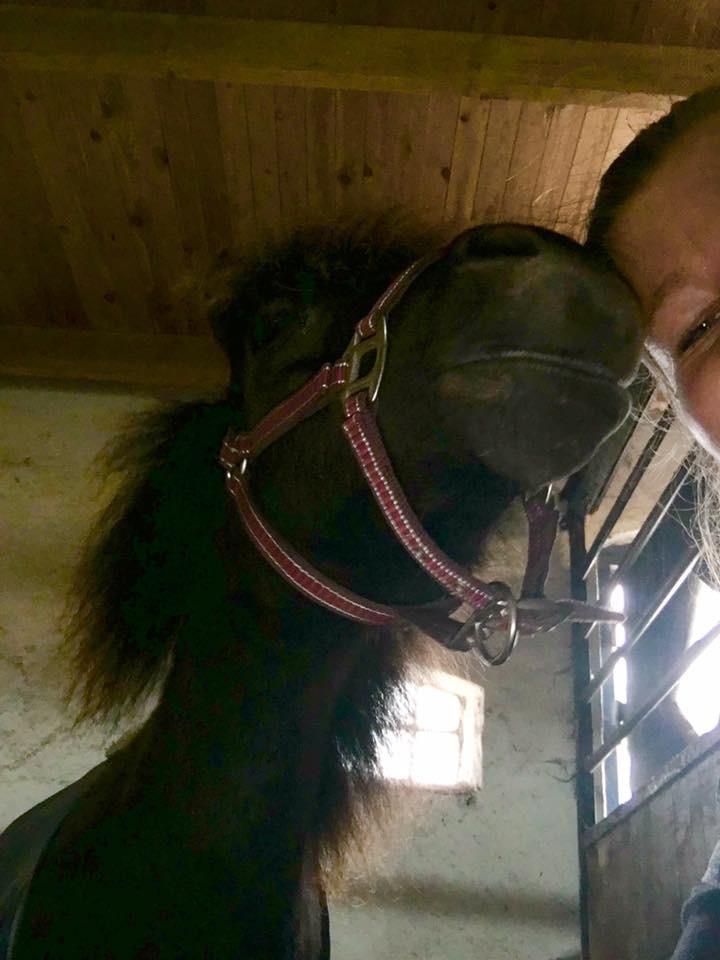 Shetlænder Pindstruphavens amona billede 7