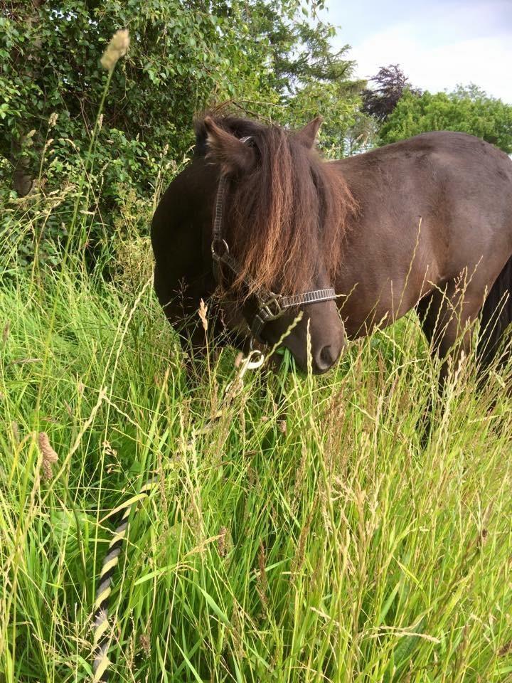 Shetlænder Pindstruphavens amona billede 12