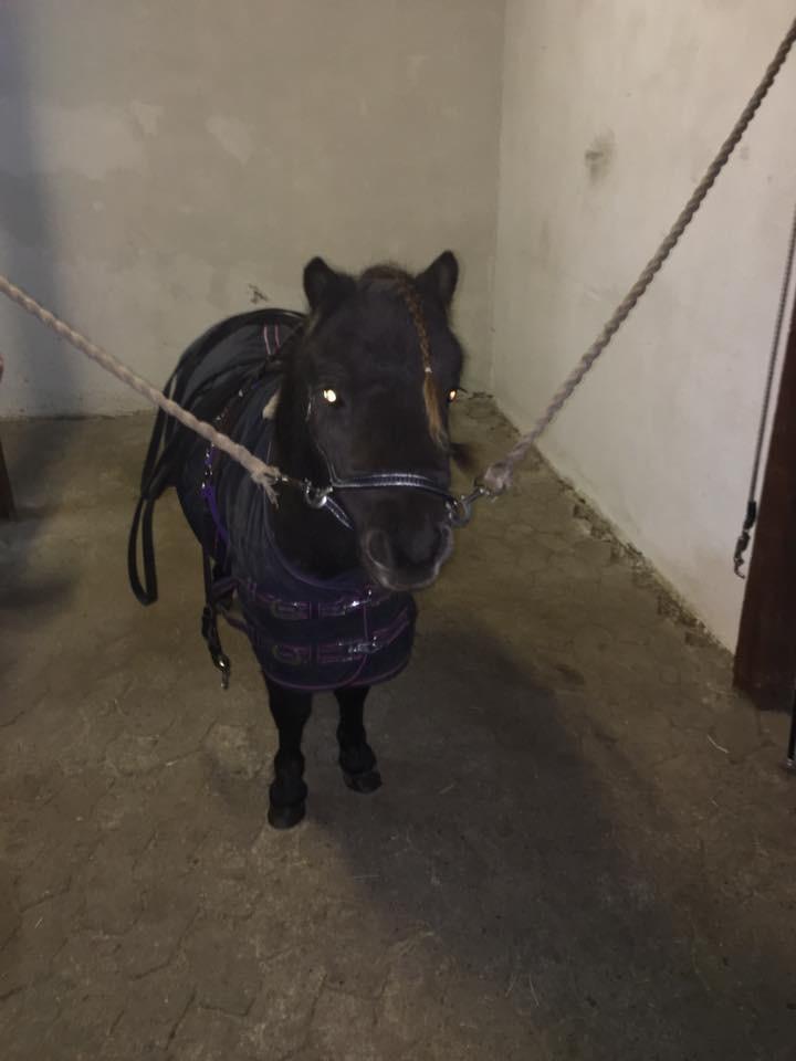 Shetlænder Pindstruphavens amona billede 15