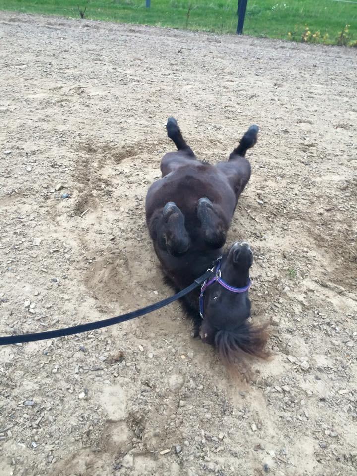 Shetlænder Pindstruphavens amona billede 13