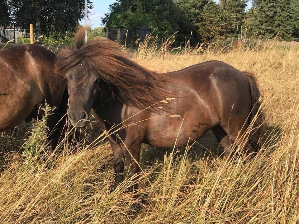 Shetlænder Pindstruphavens amona billede 16