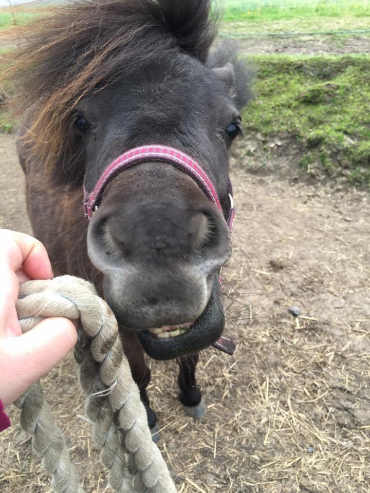 Shetlænder Pindstruphavens amona billede 18