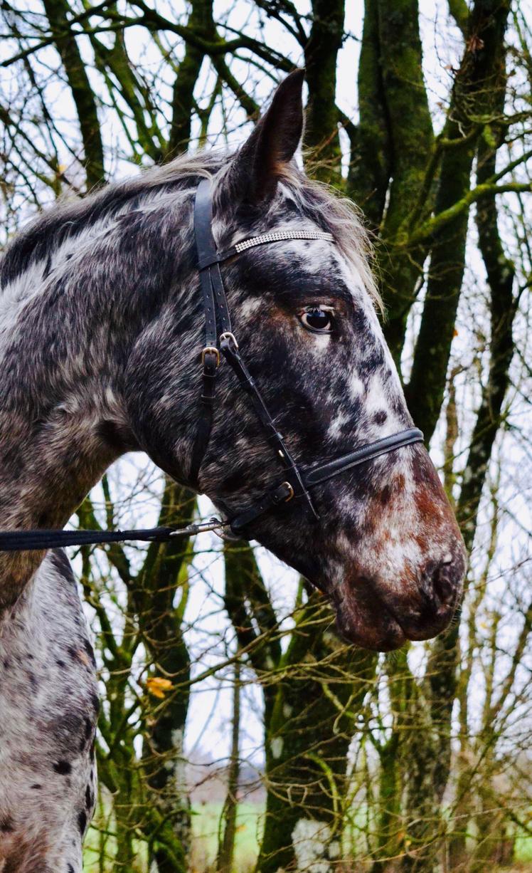 Knabstrupper Ingemanns korsika (afdød 22-1 2021) billede 19