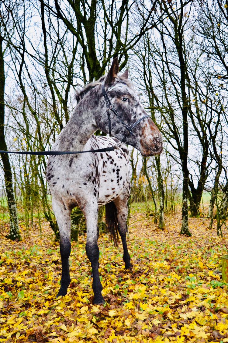 Knabstrupper Ingemanns korsika (afdød 22-1 2021) billede 13