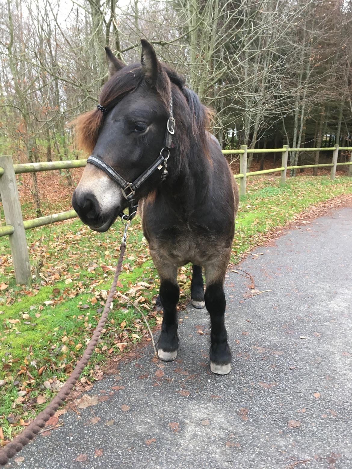Nordsvensk Skovhest Ry's Zally - 20.11.18 - på vej hjem fra første tur igennem byen. billede 9