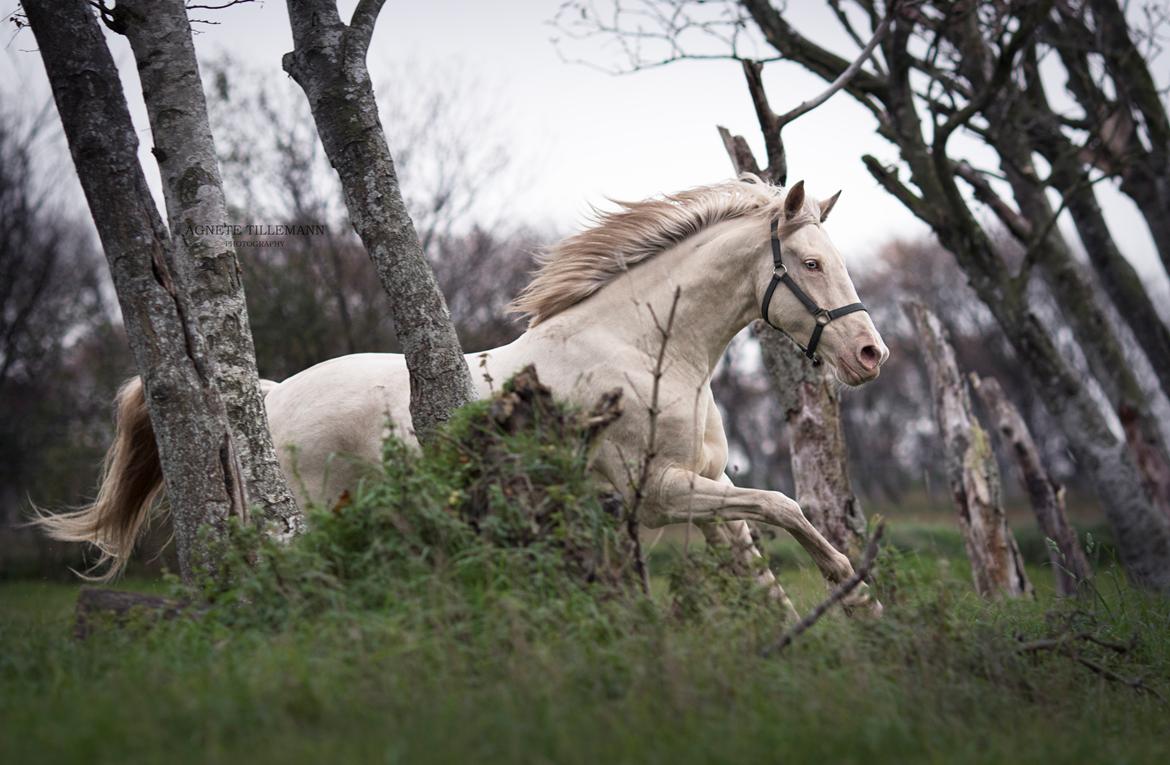 Pura Raza Española Elwood Blues / Woody  - Billed af agnete tillemann photography billede 4