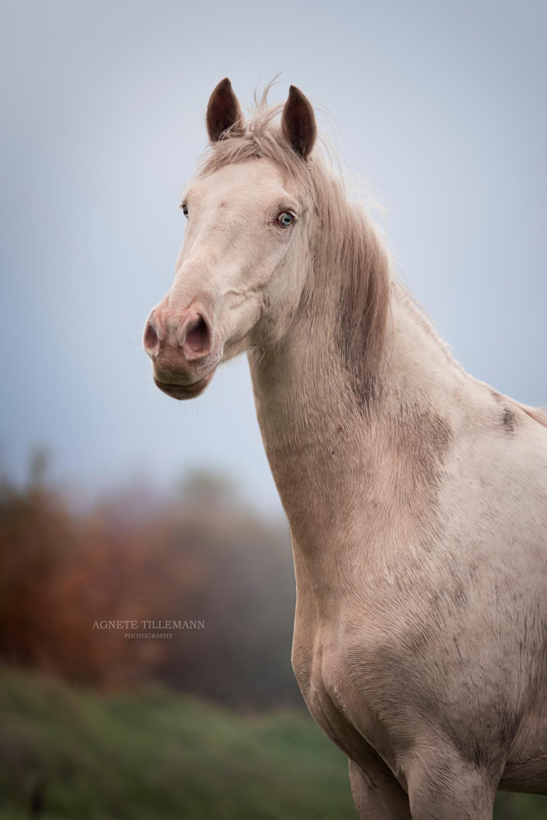 Pura Raza Española Elwood Blues / Woody  - Billed af agnete tillemann photography billede 9